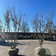 Parrotia persica 350-400 cm cont. 500L meerstammig