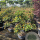 Photinia fraseri 'Robusta Compacta' 125-150 cm container pompon
