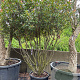 Photinia fraseri 'Robusta Compacta' 200-250 cm cont. 240L meerstammig