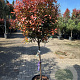 Photinia fraseri 'Robusta Compacta' 60-70 cm container bol