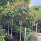 Photinia fraseri 'Robusta Compacta' halfstam 30L 110 cm stam