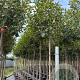 Photinia fraseri 'Red Robin' 8-10 HO container