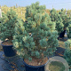 Pinus sylv. 'Watereri' GM 35L