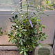 Pittosporum tobira 60-80 cm 4,0L