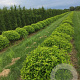 Prunus l. 'Angustifolia' 150-175 cm cont. 500L platte bol