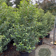Prunus l. 'Angustifolia' 175-200 cm 35L