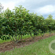 Prunus l. 'Angustifolia' 180 200 cm cont. 90L meerstammig