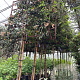 Prunus lusitanica 'Brenelia' 10-12 HO cont. 55L lei 120x120 