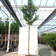 Prunus lusitanica 'Brenelia' 10-12 HO container 190STAM