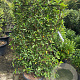 Prunus lusitanica 'Brenelia' 120 cm container lei 80x120