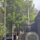 Prunus lusitanica 'Brenelia' cont. 55L lei 150x120
