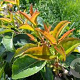 Prunus lusitanica Tico 3 stammig cont. 750L solitair