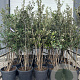Quercus ilex 125-150 cm 15L meerstammig