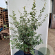 Quercus ilex 125-150 cm 25L meerstammig