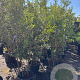 Quercus ilex 160-180 cm 25L