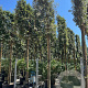 Quercus ilex 18-20 HO container lei 150x150
