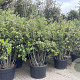 Quercus ilex 200-250 cm cont. 230L meerstammig
