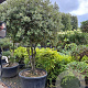 Quercus ilex 200-250 cm container meerstammig solitair