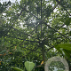 Quercus palustris 300-350 cm cont. 80L meerstammig