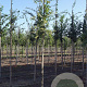 Quercus pubescens 300-350 cm cont. 80L meerstammig