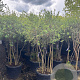 Quercus suber 140-160 cm 30L meerstammig