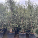 Quercus suber 150-200 cm cont. 110L meerstammig