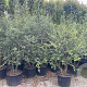 Quercus suber 150-200 cm cont. 65L meerstammig