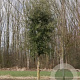 Quercus suber 16-18 HO container lei 150x150