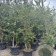 Quercus suber 250-300 cm container meerstammig