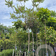 Rhus typhina 14-16 HO cont. 80L