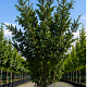 Taxus media 'Hicksii' 300-350 cm cont. 600L meerstammig
