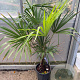 Trachycarpus fortunei GM cont. 90L