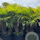 Trachycarpus fortunei GM cont. 90L 2 stam