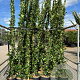 Trachelospermum jasminoides 250-300 cm 18L Gestokt