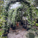 Trachelospermum jasminoides GM container boog