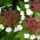 Viburnum sargentii 'Onondaga' 100-120 cm 30L