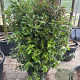 Viburnum tin. 'Eve Price' 110 cm cont. 55L