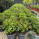 Viburnum tinus 30-40 cm 25L