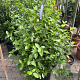 Viburnum tinus 90-100 cm 35L