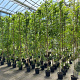 Wisteria flor. 'Black Dragon' 275 cm 9L Gestokt
