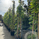 Wisteria flor. 'Black Dragon' 325-350 cm container Gestokt
