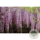 Wisteria floribunda 'Rosea' 450-500 cm cont. 90L