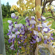 Wisteria sinensis 'Golden King' 325-350 cm cont. 90L Gestokt solitair