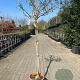 Wisteria sinensis 180 cm stam 35L