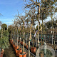 Wisteria sinensis 180 cm stam 35L