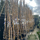 Wisteria sinensis 'Prematura' 275 cm 9L Gestokt
