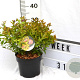 Spiraea jap. 'Firelight' 40-60 cm 3,0L