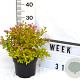 Spiraea jap. 'Golden Princess' 40-60 cm 3,0L
