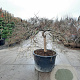 Acer pal. 'Garnet' 70 cm stam container kroon 150-200