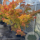 Acer pal. 'Sangokaku' 200-250 cm 45L meerstammig solitair
